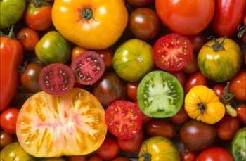 Interesting Facts About Tomatoes Koyuncu Greenhouse