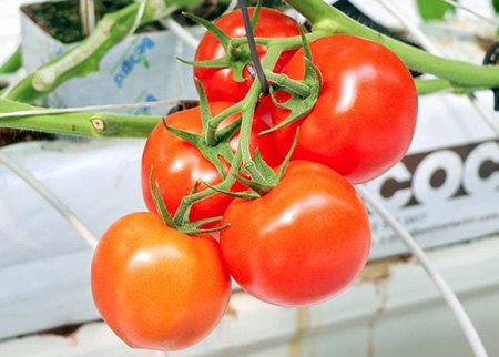 Koyuncu Greenhouse