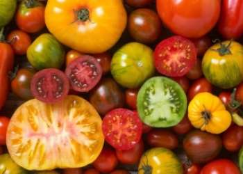 Interesting Facts About Tomatoes Koyuncu Greenhouse