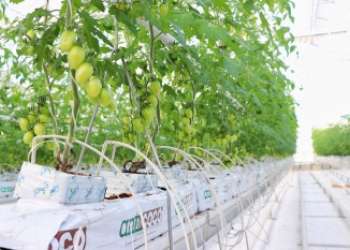 What are the Benefits of Tomato? Koyuncu Greenhouse