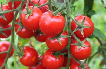 Growing Tomatoes in a Greenhouse in Winter