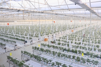  Koyuncu Greenhouse