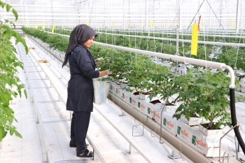  Koyuncu Greenhouse