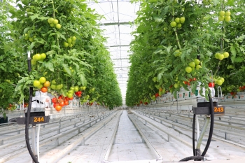  Koyuncu Greenhouse