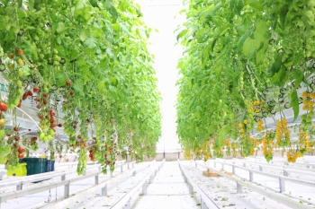  Koyuncu Greenhouse