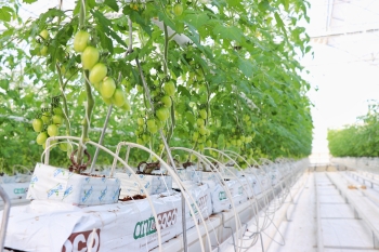  Koyuncu Greenhouse