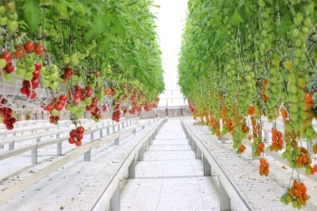  Koyuncu Greenhouse