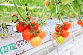  Koyuncu Greenhouse