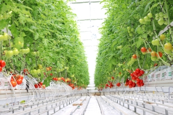  Koyuncu Greenhouse