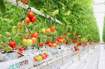  Koyuncu Greenhouse