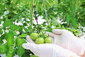  Koyuncu Greenhouse