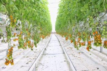  Koyuncu Greenhouse