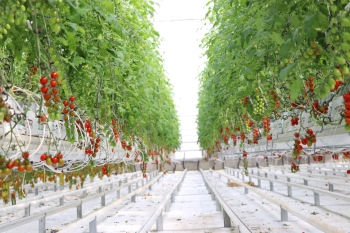  Koyuncu Greenhouse